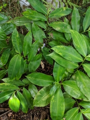 Dichorisandra hexandra