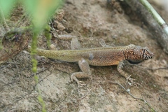 Tropidurus melanopleurus