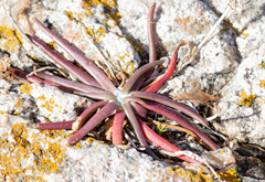 Plantago maritima juncoides