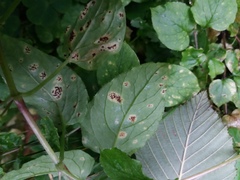 Puccinia arenariae