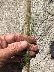 Nassella tenuissima