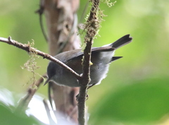 Zosterops borbonicus