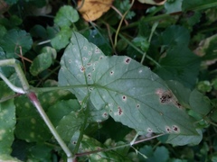 Puccinia arenariae
