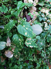 Puccinia arenariae
