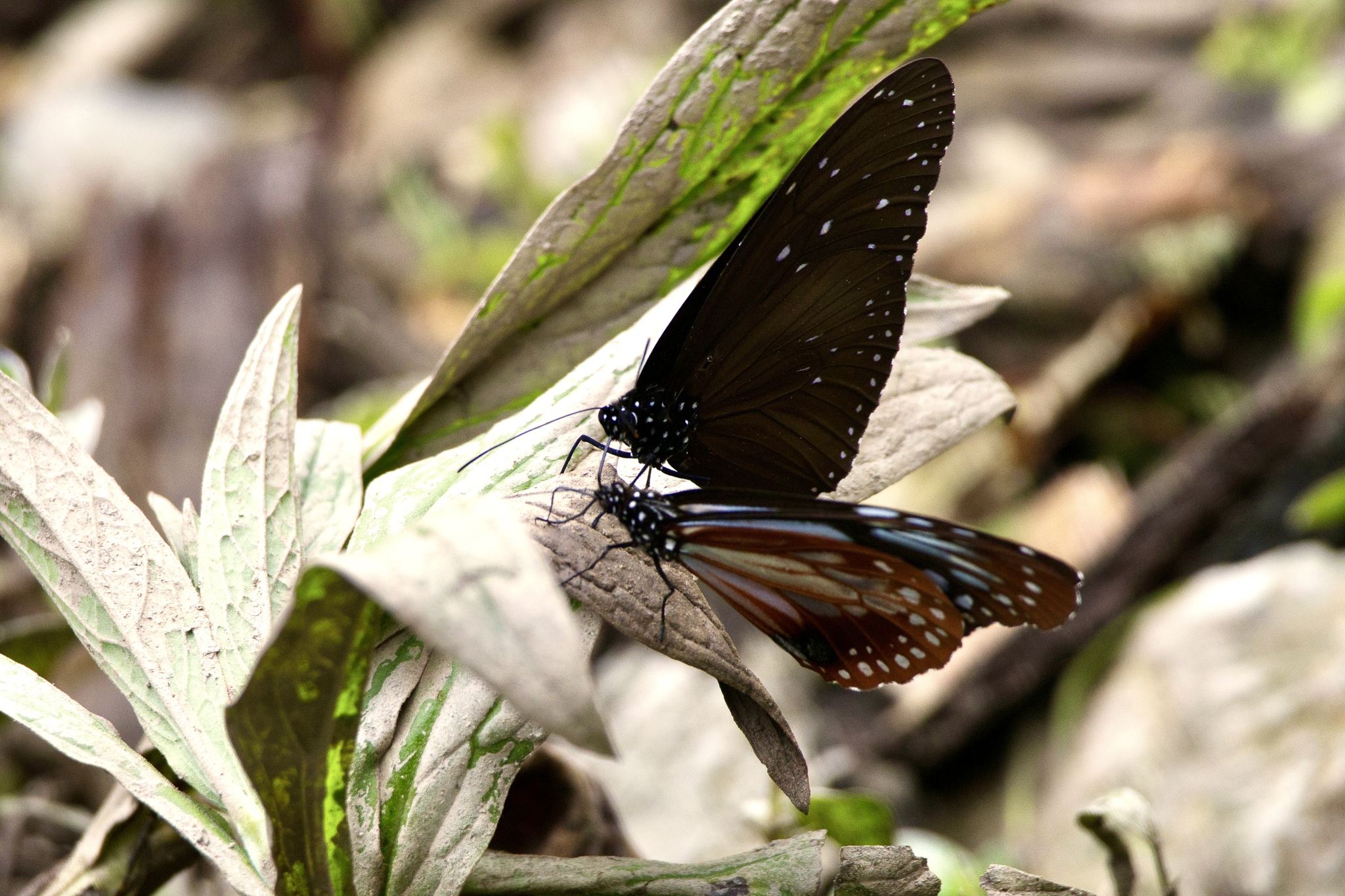 Striped Blue Crow