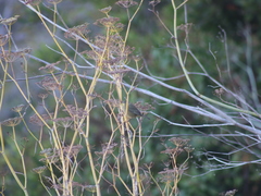 Leiothlypis celata sordida