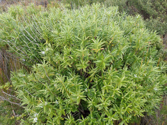 Veronica townsonii