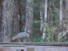 Nycticorax nycticorax image