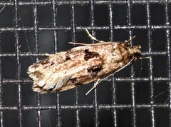 Barea melanodelta
