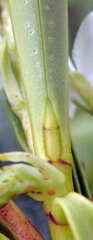 Veronica townsonii