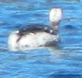 Podiceps auritus