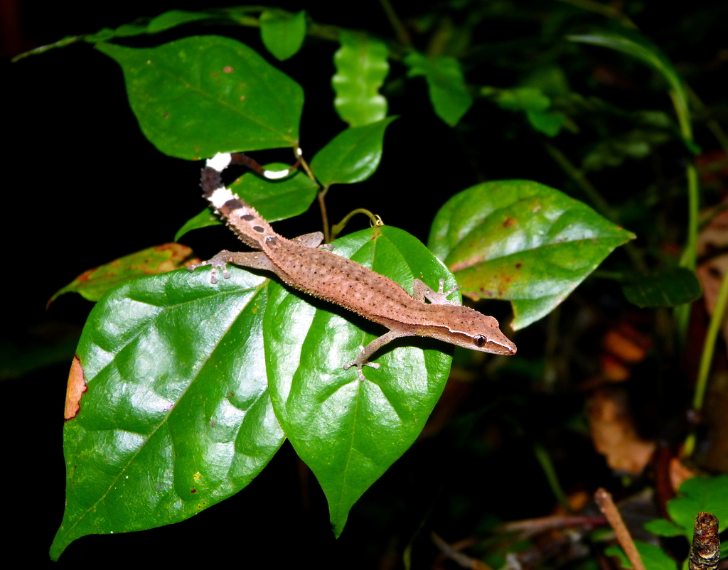 Greater Clawless Gecko