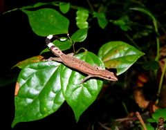 Greater Clawless Gecko photo 1