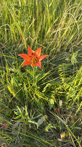 Wood Lily