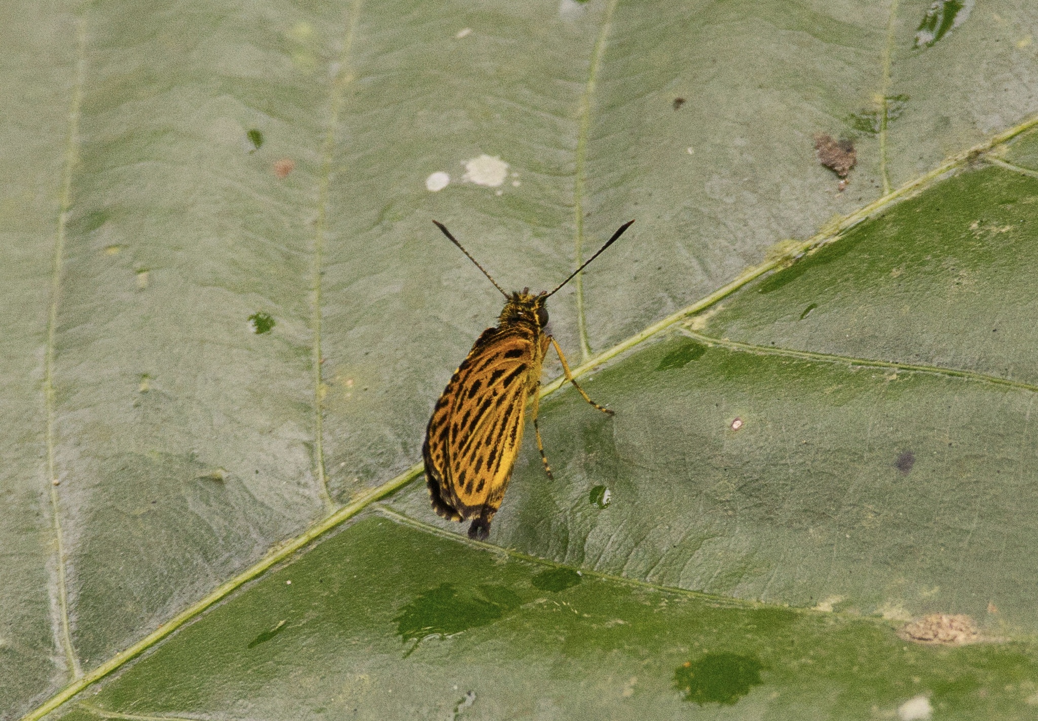 Tiger Hopper