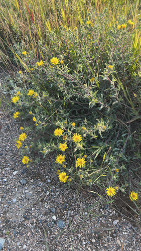 Hairy False Goldenaster