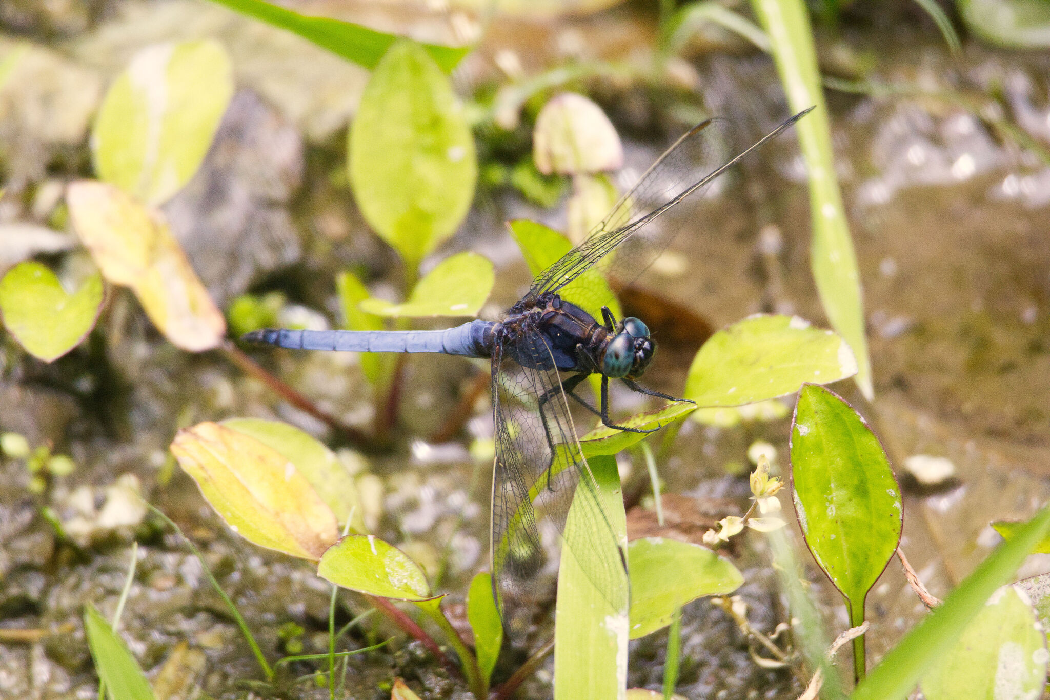 Blue Marsh Hawk