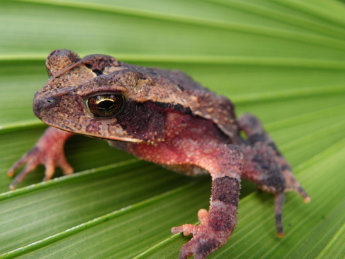 Large-crested Toad