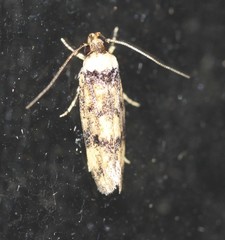 Sphyrelata nefanda