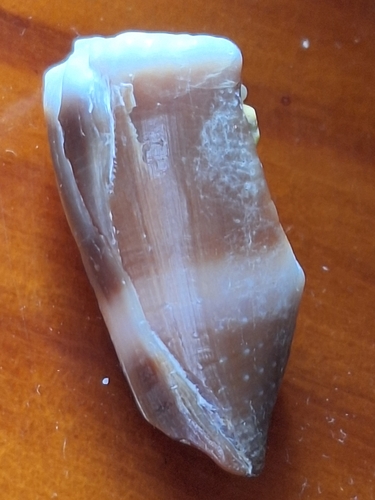 Conus lividus observed 2025-07-04