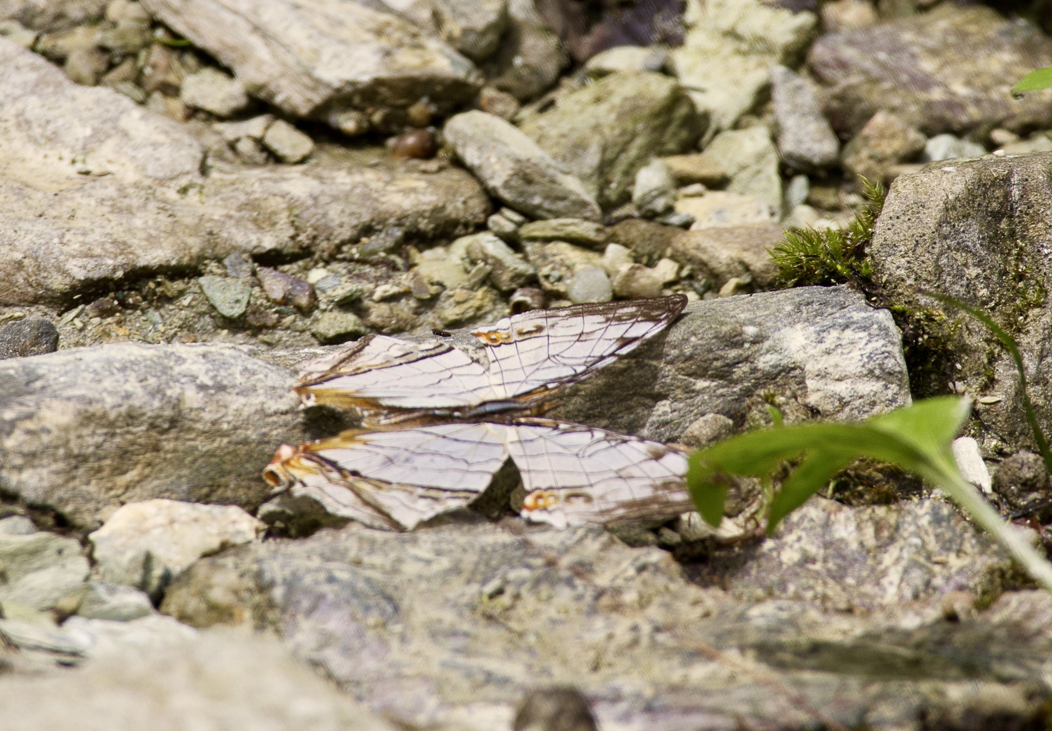 Map Butterfly