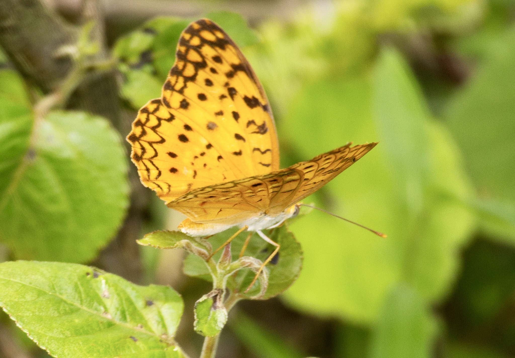 Common Leopard