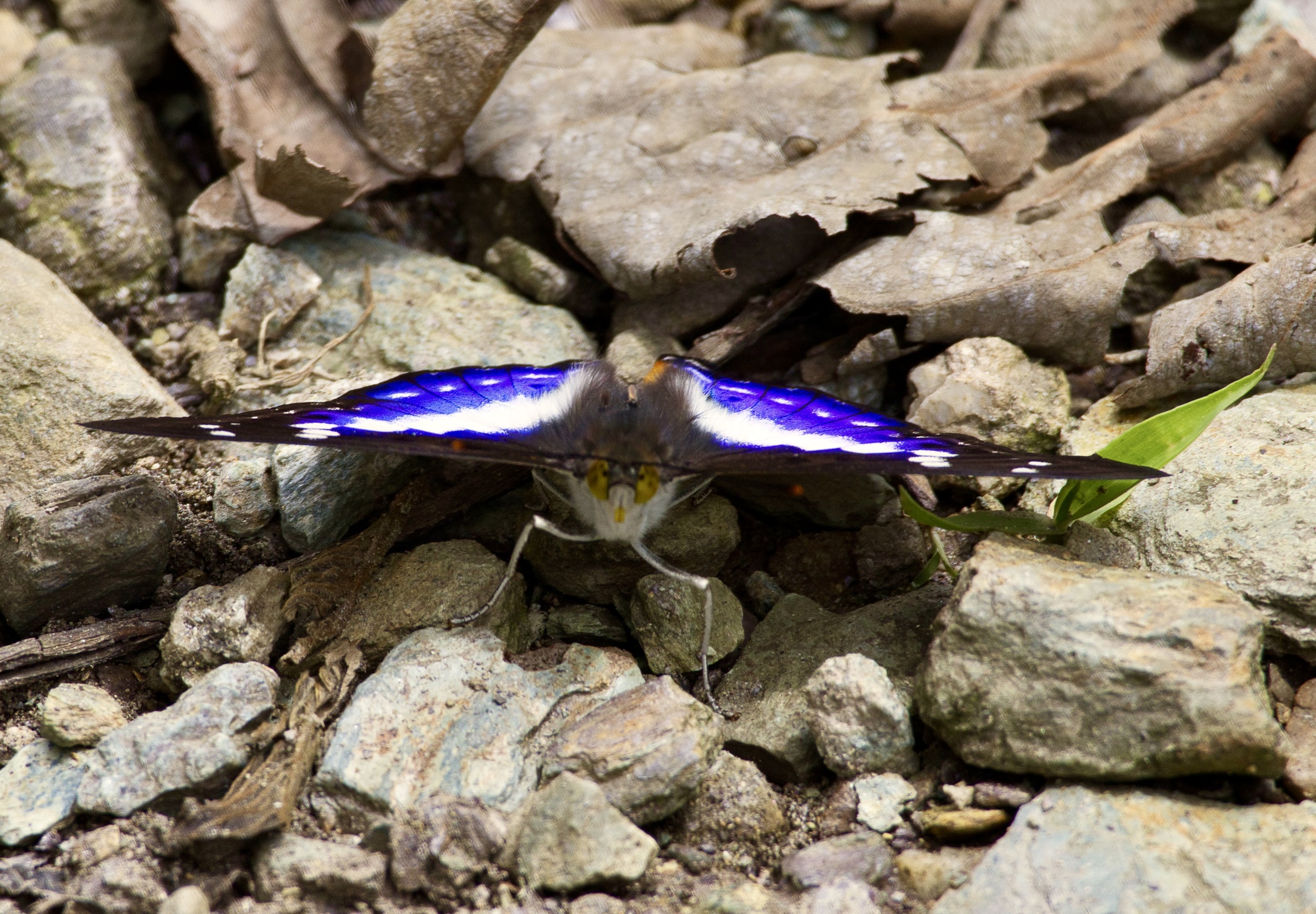 Indian Purple Emperor