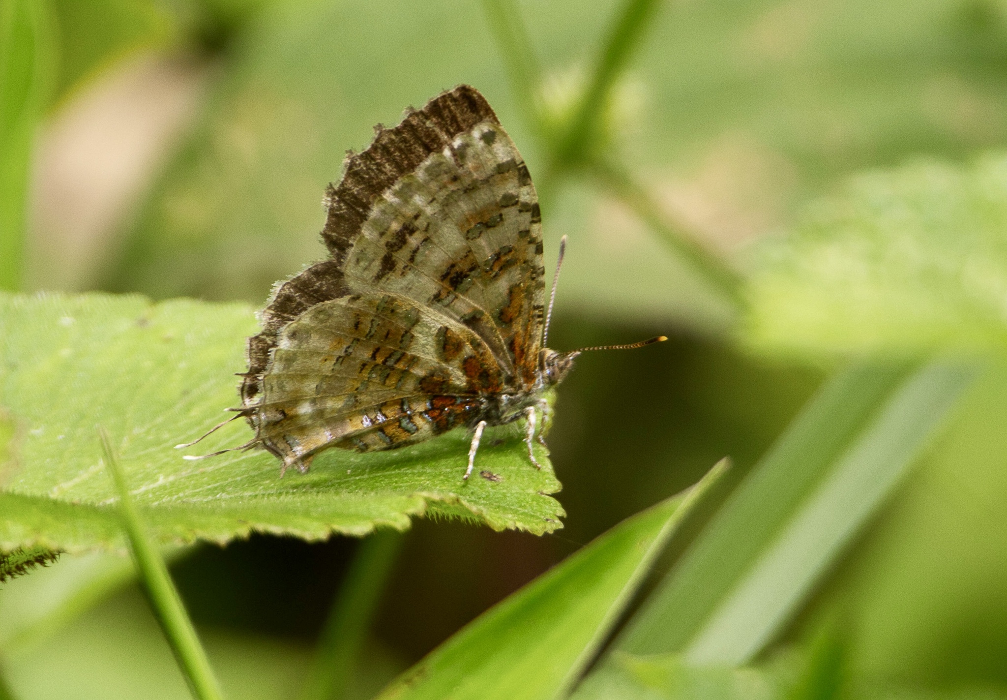 Common Tinsel