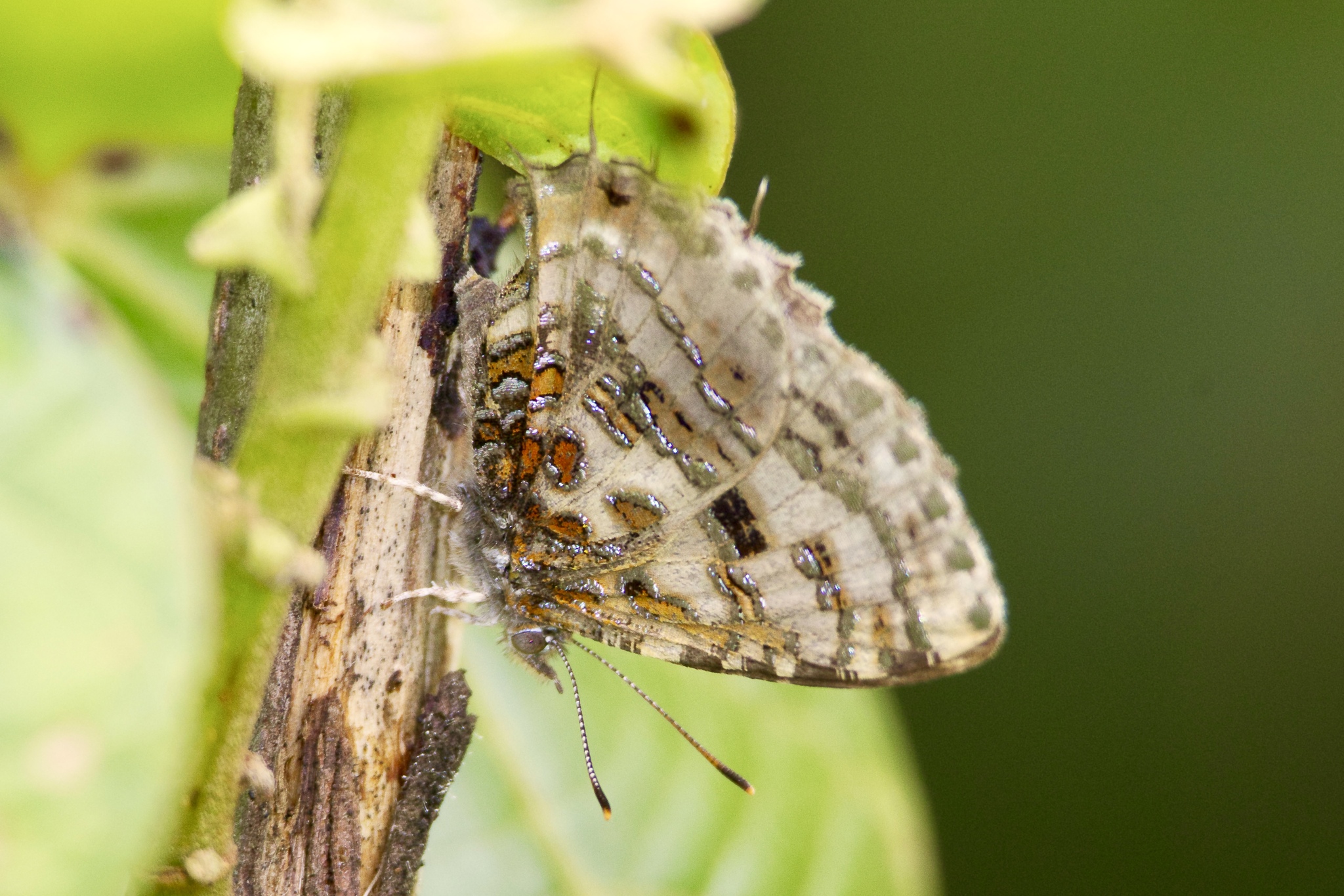 Common Tinsel