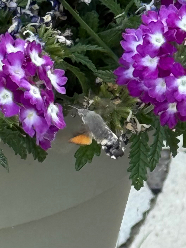 Eurasian Hummingbird Hawkmoth