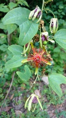 Passiflora jorullensis