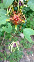 Passiflora jorullensis