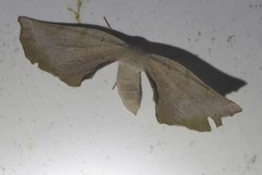 Parepisparis multicolora