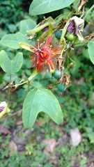 Passiflora jorullensis