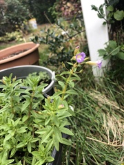 Limnophila aromatica