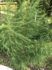 Eupatorium capillifolium image