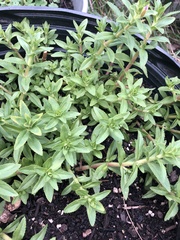 Limnophila aromatica