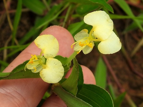 African Yellow Dayflower