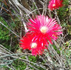 Lampranthus coccineus
