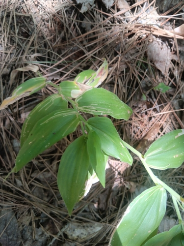 Box Turtle Trail