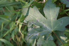 Phyllocnistis liquidambarisella