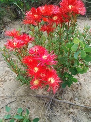 Lampranthus coccineus