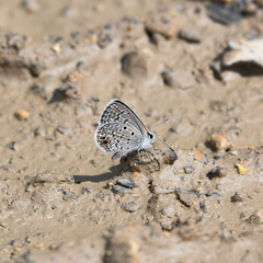 Hemiargus ceraunus astenidas