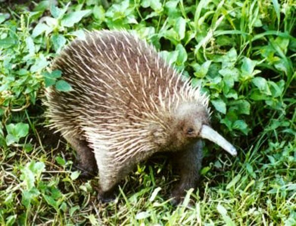 Long-beaked Echidnas