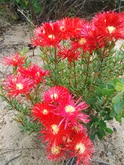 Lampranthus coccineus