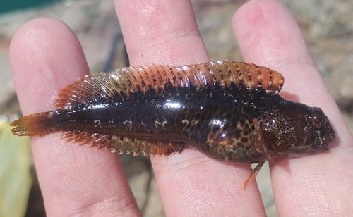 Tentacled blenny (Parablennius tentacularis) — Blenniidae — 2