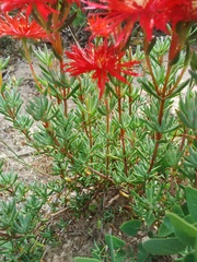 Lampranthus coccineus