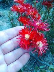 Lampranthus coccineus
