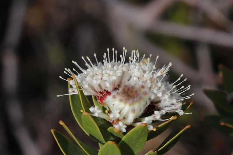 Gordons Bay Pincushion