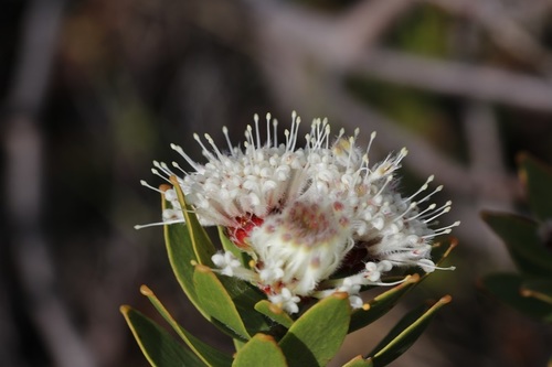 Leucospermum bolusii Gand.